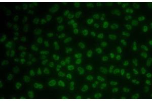 Immunofluorescence (IF) image for anti-KH Domain Containing, RNA Binding, Signal Transduction Associated 3 (KHDRBS3) antibody (ABIN7262519)