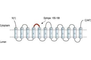 Representative domain view of the target of ABIN7043685.