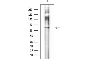 anti-Nuclear ssembly factor 1 ribonucleoprotein (NAF1) antibody