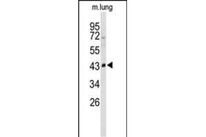 Western Blotting (WB) image for anti-Sphingomyelin phosphodiesterase 2, Neutral Membrane (Neutral Sphingomyelinase) (SMPD2) (AA 9-35), (N-Term) antibody (ABIN650737)