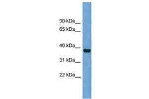 Image no. 1 for anti-ATPase, Na+/K+ Transporting, beta 4 Polypeptide (ATP1B4) (AA 215-264) antibody (ABIN6743439) (ATP1B4 抗体  (AA 215-264))