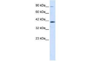 CCDC16 antibody (20R-1104) used at 0. (CCDC16 抗体  (Middle Region))