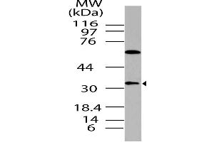 Image no. 1 for anti-Dual Specificity Phosphatase 13 (DUSP13) antibody (ABIN5027709) (DUSP13 抗体)