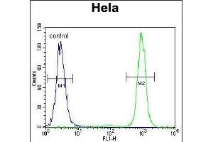 SSH3 Antibody (C-term) (ABIN655643 and ABIN2845120) flow cytometric analysis of Hela cells (right histogram) compared to a negative control cell (left histogram). (SSH3 抗体  (C-Term))
