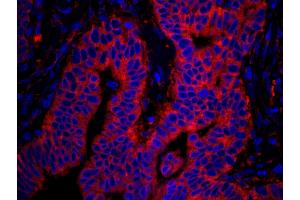 Immunofluorescence (IF) image for anti-RpL7a/SURF3 (C-Term) antibody (ABIN7449015) (RpL7a/SURF3 (C-Term) 抗体)