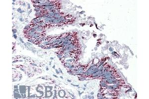 ABIN570833 (5µg/ml) staining of paraffin embedded Human Bronchus. (TTLL4 抗体  (Internal Region))
