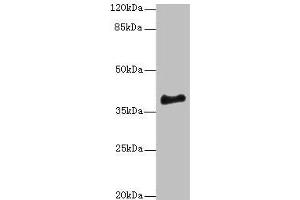 Western blot All lanes: ERLIN1 antibody at 4 μg/mL + Mouse brain tissue Secondary Goat polyclonal to rabbit IgG at 1/10000 dilution Predicted band size: 39 kDa Observed band size: 39 kDa (ERLIN1 抗体  (AA 27-346))