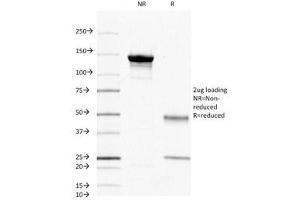 SDS-PAGE (SDS) image for anti-Protein tyrosine Phosphatase, Receptor Type, C (PTPRC) antibody (ABIN3024376)