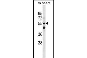 Western blot analysis in mouse heart tissue lysates (35ug/lane). (SMARCD1 抗体  (AA 309-335))