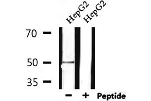 Western blot analysis of extracts from HepG2, using MSR1 Antibody.