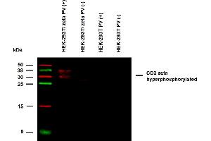 Anti-Hu CD3 zeta (pY72) Purified (clone EM-26) specificity verification by WB. (CD247 抗体  (Tyr72))