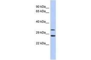 Image no. 1 for anti-Baculoviral IAP Repeat-Containing 7 (BIRC7) (C-Term) antibody (ABIN6744343) (BIRC7 抗体  (C-Term))