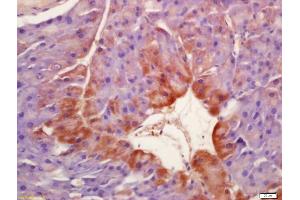 Formalin-fixed and paraffin embedded mouse pancreas labeled with Anti-Phospho-SGK1 (Ser422) Polyclonal Antibody, Unconjugated (ABIN745703) at 1:200 followed by conjugation to the secondary antibody and DAB staining (SGK1 抗体  (pSer422))