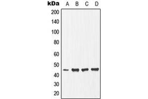Western blot analysis of Ephrin B1 (pY317) expression in HepG2 (A), NIH3T3 (B), mouse heart (C), rat skeletal muscle (D) whole cell lysates.
