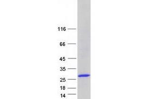 Western Blotting (WB) image for rho GDP Dissociation Inhibitor (GDI) alpha (ARHGDIA) (Transcript Variant 3) protein (Myc-DYKDDDDK Tag) (ABIN2714887)