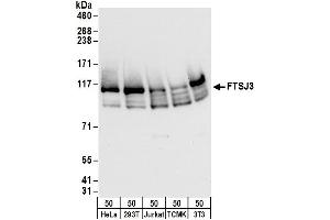 anti-FtsJ Homolog 3 (FTSJ3) (AA 625-675) antibody