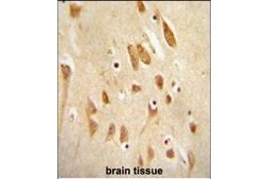 JNK1-/ antibody (ABIN654887 and ABIN2844539) immunohistochemistry analysis in formalin fixed and paraffin embedded human brain tissue followed by peroxidase conjugation of the secondary antibody and DAB staining. (JNK 抗体  (AA 159-195))