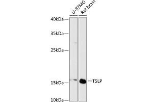 Western blot analysis of extracts of various cell lines, using TSLP antibody (ABIN6128843, ABIN6149624, ABIN6149626 and ABIN6217014) at 1:3000 dilution. (Thymic Stromal Lymphopoietin 抗体  (AA 29-159))