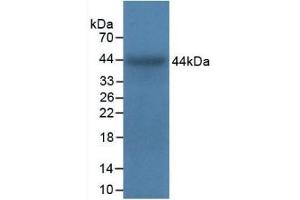 Detection of Recombinant ITGa5, Bovine using Polyclonal Antibody to Integrin Alpha 5 (ITGa5) (ITGA5 抗体  (AA 649-900))