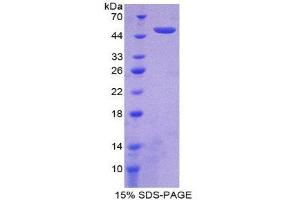 SDS-PAGE (SDS) image for Interferon, alpha 21 (IFNa21) (AA 25-189) protein (His tag,GST tag) (ABIN1170717)