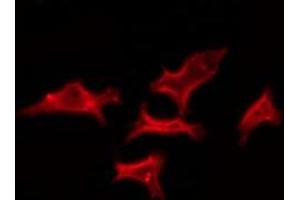 Immunofluorescence (fixed cells) (IF/ICC) image for anti-Olfactory Receptor, Family 52, Subfamily K, Member 1 (OR52K1) antibody (ABIN6263813)