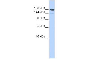 WB Suggested Anti-PPL Antibody Titration:  0. (PPL 抗体  (Middle Region))