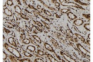 ABIN6277755 at 1/100 staining Human kidney tissue by IHC-P. (AGO1 抗体  (Internal Region))