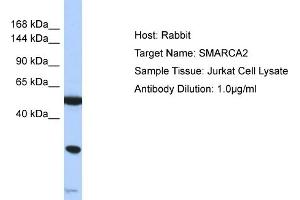 Host: Rabbit Target Name: SMARCA2 Sample Type: Jurkat Whole Cell lysates Antibody Dilution: 1. (SMARCA2 抗体  (N-Term))