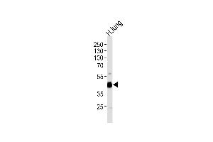 Western blot analysis of lysate from human lung tissue lysate, using RAGE Antibody (Center) (ABIN390897 and ABIN2841104).
