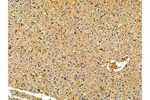 ABIN7095531 and ABIN7099588 at 1/100 staining mouse liver tissue by IHC-P.