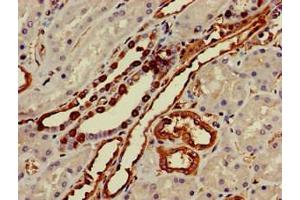 Immunohistochemistry of paraffin-embedded human kidney tissue using ABIN7155856 at dilution of 1:100