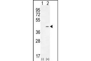 TWF2 antibody  (N-Term)