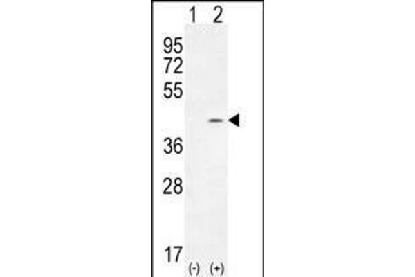 TWF2 antibody  (N-Term)