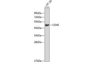 Western blot analysis of extracts of HT-29 cells using CD46 Polyclonal Antibody at dilution of 1:1000.