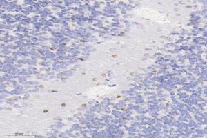 Immunohistochemistry analysis of paraffin-embedded mouse cerebellum using,PLK5 (ABIN7075111) at dilution of 1: 4000