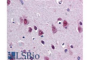 ABIN185204 (5µg/ml) staining of paraffin embedded Human Cortex. (SMUG1 抗体  (N-Term))