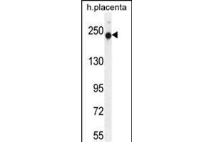 RUSC2 Antibody (N-term) (ABIN656030 and ABIN2845404) western blot analysis in human placenta tissue lysates (35 μg/lane). (RUSC2 抗体  (N-Term))