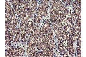 Image no. 2 for anti-rho GTPase Activating Protein 2 (ARHGAP2) antibody (ABIN1499629) (CHN1 抗体)