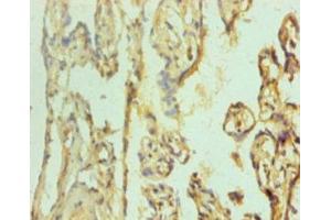 Immunohistochemistry (IHC) image for anti-POU Class 5 Homeobox 1 (POU5F1) (AA 1-360) antibody (ABIN7164069)