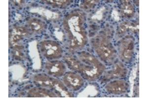 IHC-P analysis of Pig Kidney Tissue, with DAB staining. (BMP4 抗体  (AA 25-201))