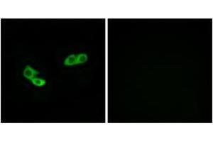 Immunofluorescence analysis of LOVO cells, using OR56A3 Antibody. (OR56A3 抗体  (AA 266-315))