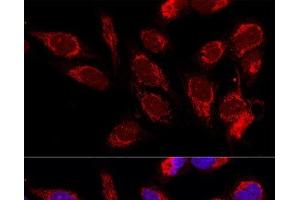 Confocal immunofluorescence analysis of U2OS cells using ATAD3B Polyclonal Antibody at dilution of 1:100. (ATAD3B 抗体)