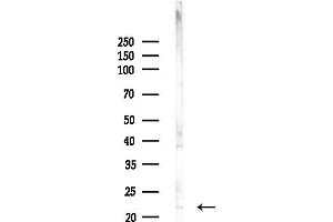 anti-Amelogenin, X-Linked (AMELX) (Internal Region) antibody