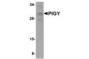 Image no. 1 for anti-Phosphatidylinositol Glycan Anchor Biosynthesis, Class Y (PIGY) (C-Term) antibody (ABIN341707) (PIGY 抗体  (C-Term))