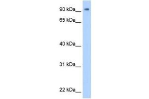 WB Suggested Anti-ZNF408 Antibody Titration:  0. (ZNF408 抗体  (N-Term))