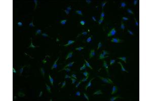 Immunofluorescence (IF) image for anti-Solute Carrier Family 1 (Glial High Affinity Glutamate Transporter), Member 3 (SLC1A3) (AA 146-236) antibody (ABIN7152226)