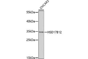 Western blot analysis of extracts of OVC cells, using HSD17B12 antibody (ABIN7267808) at 1:1000 dilution. (HSD17B12 抗体  (AA 43-312))