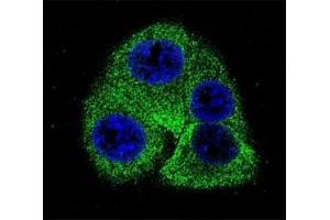 Confocal immunofluorescent analysis of Osteopontin antibody with 293 cells followed by Alexa Fluor 488-conjugated goat anti-rabbit lgG (green). (Osteopontin 抗体  (AA 14-40))