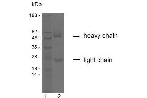 SDS-PAGE analysis of purified YD-4E9 monoclonal antibody. (Claudin 9 抗体)