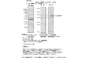 Sample Type: 1. (RAB33B 抗体  (Middle Region))